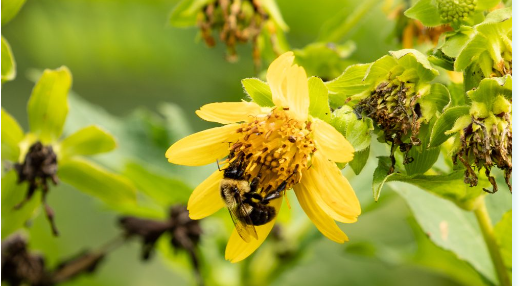File:Mallows Bay-Potomac River NMS bumble bee.PNG