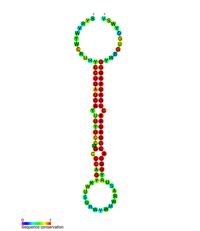File:MiR-184 secondary structure.png