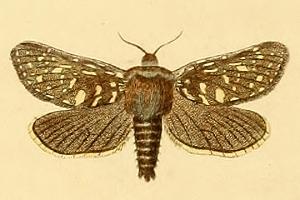 File:Pharmacis pyrenaicus.JPG