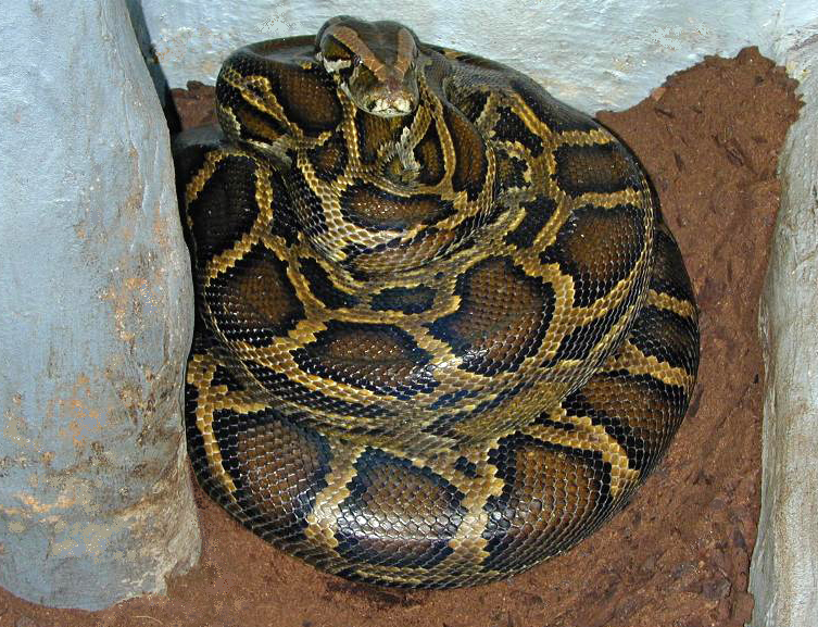 File:Brooding female Python molurus bivittatus.jpg