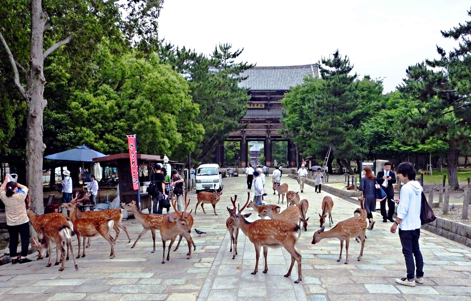 File:Deer roaming in Nara city. 2010.jpg