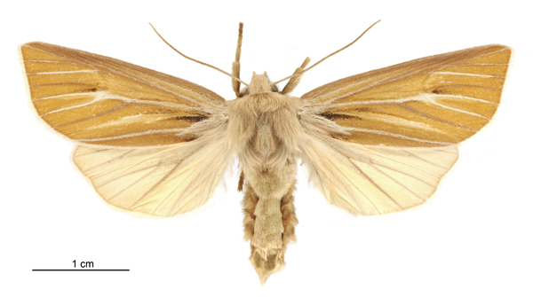 File:Ichneutica ceraunias female.jpg