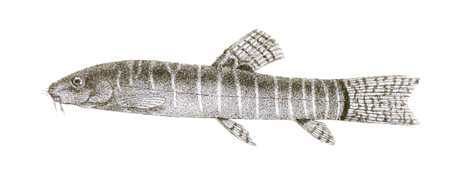 File:Nemacheilus savona Day 155.jpg