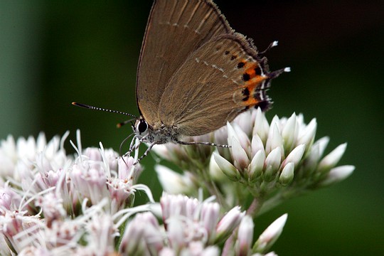 File:Satyrium.mera.jpg
