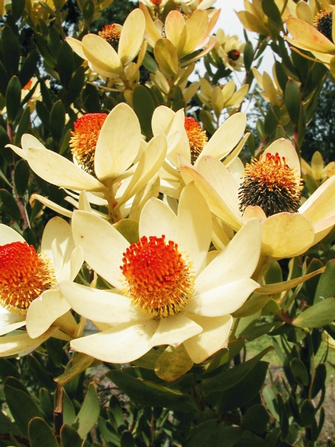 File:Leucadendron discolor - Flame Tips.jpg