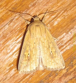 File:Mythimna pyrausta-15mm.jpg