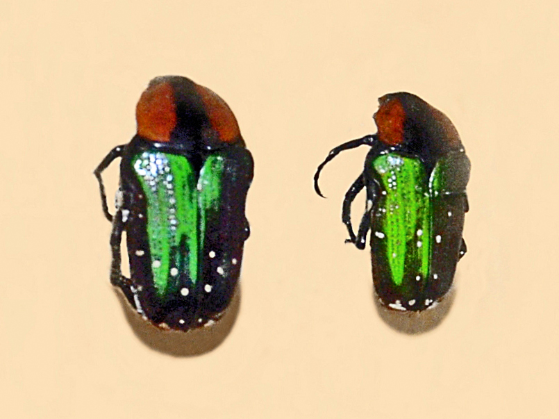 File:Scarabaeidae - Leucocelis albosticta.JPG