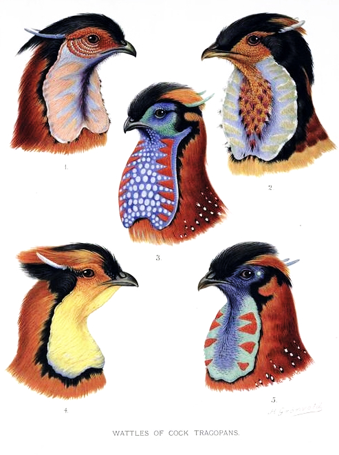 File:TragopanWattles.jpg