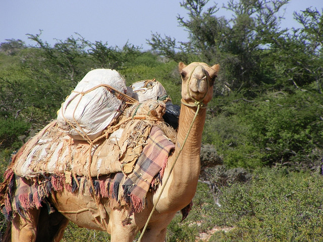 File:Eylcamel.jpg