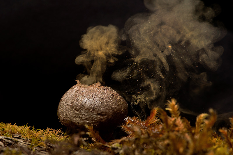 File:Puffball fungai.jpg