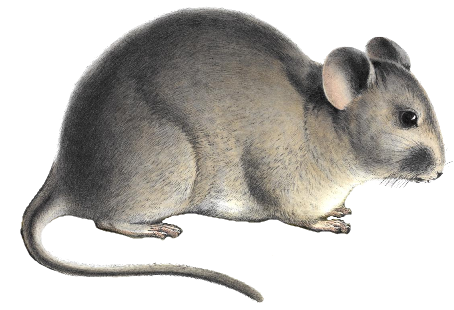 File:Abrocoma bennettii white background.png