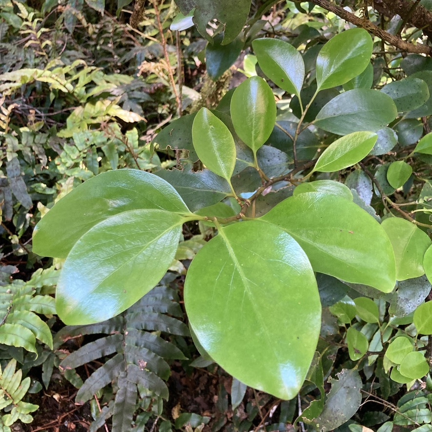 File:Griselinia littoralis 258334503.jpg