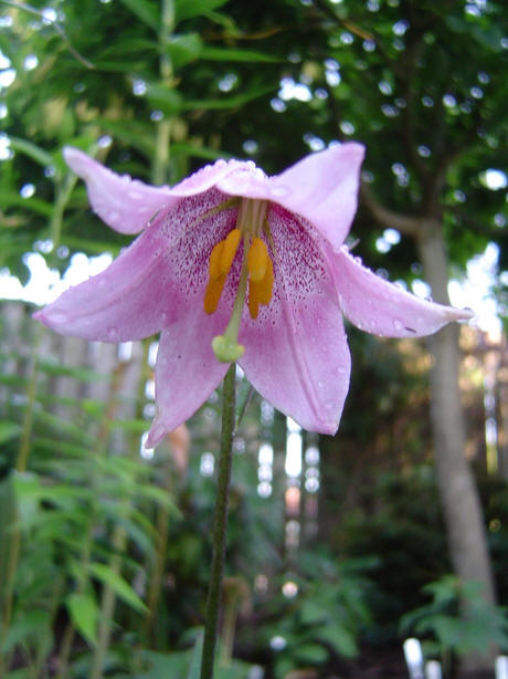 File:Lilium amoenum.jpg