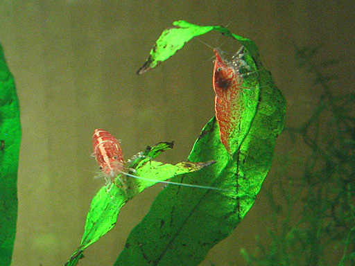 File:Two red cherry shrimp.jpg