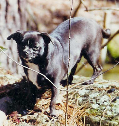 File:ChihuahuaPetey.jpg