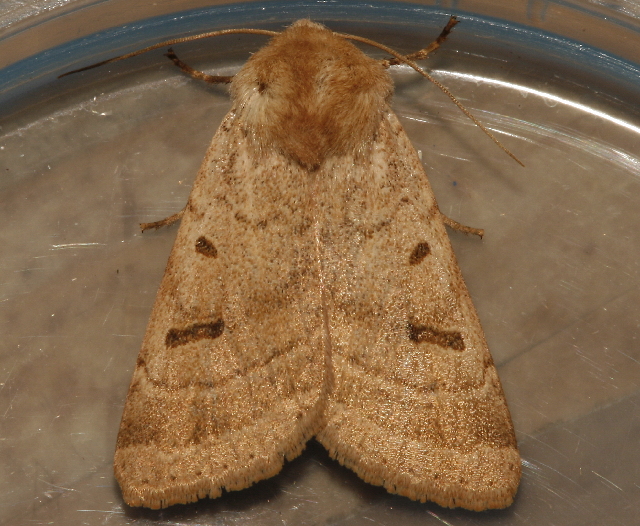 File:Dichagyris variabilis.jpg