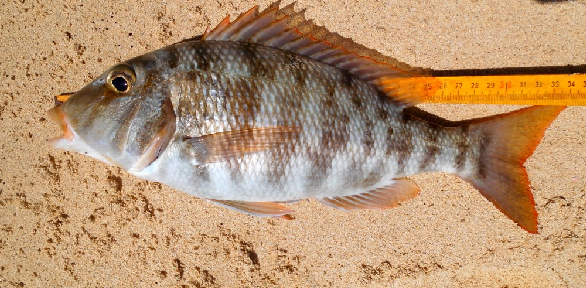 File:Lethrinus atlanticus.png