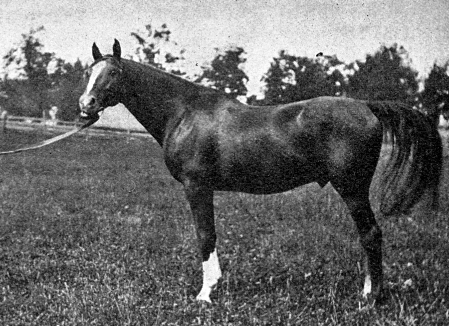File:Hanover stallion.jpg