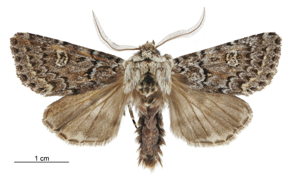 File:Ichneutica marmorata male.jpg