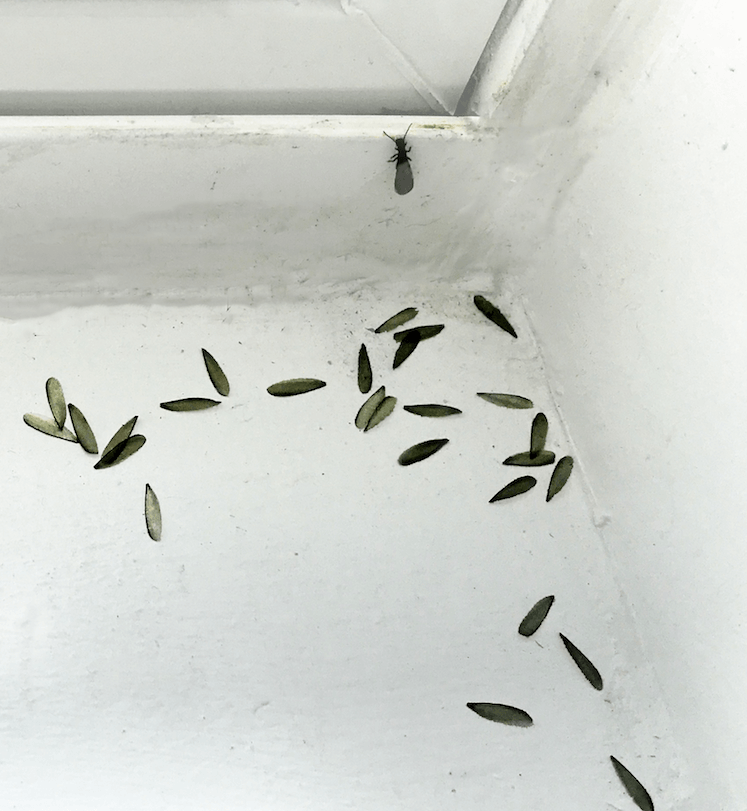 File:20200403 Termite and shed wings on interior window sill.png