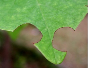 File:Leafcutting 1 6431.JPG