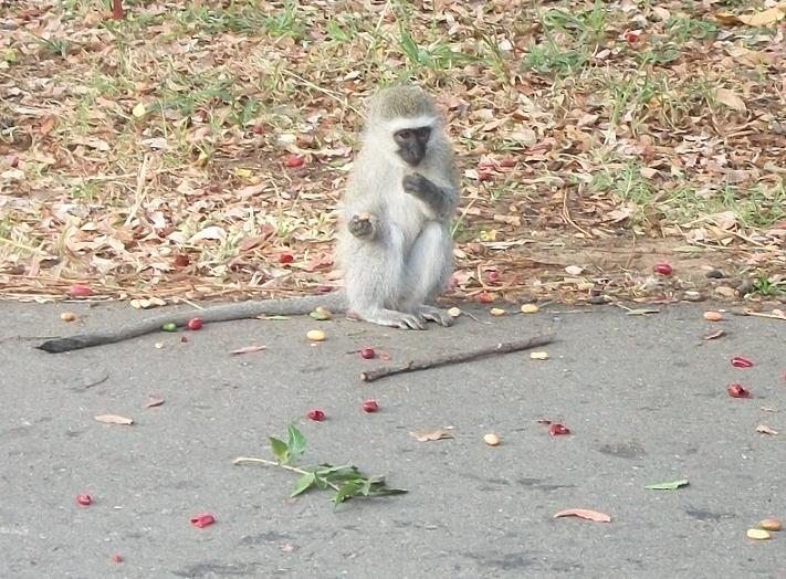 File:Vervet Monkey Amanzimtoti.JPG
