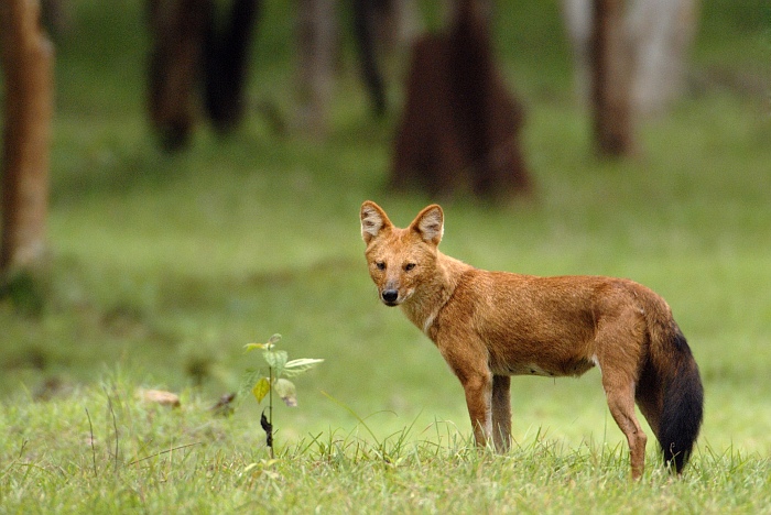 File:Wilddog brt.jpg