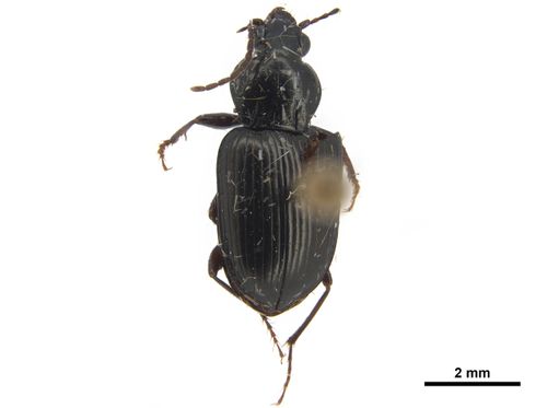 File:Abacetus chalceus?.jpg