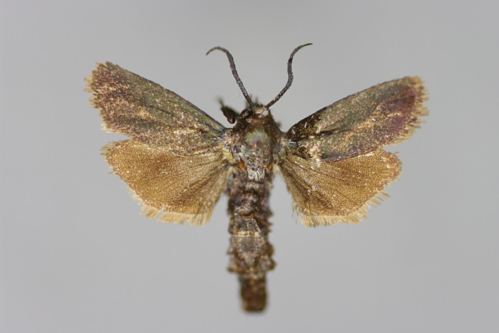 File:Brachodes appendiculata-W-Kroatien, Istrien, Porec-E-MK-21802a.jpg