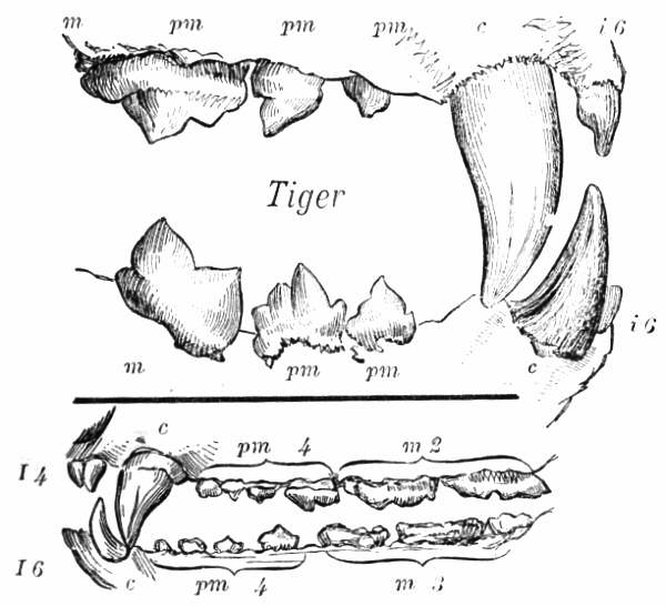 File:037tiger.jpg
