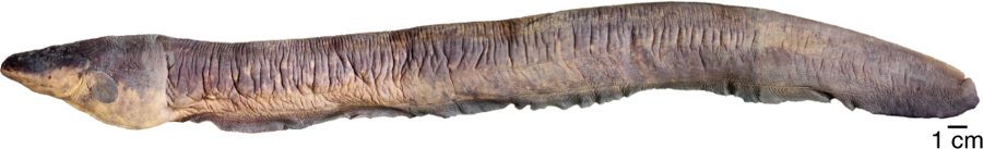 File:Lateral view of Electrophorus voltai.png