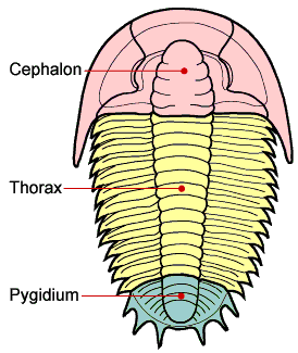 File:SamGonIII cepthopyg.png