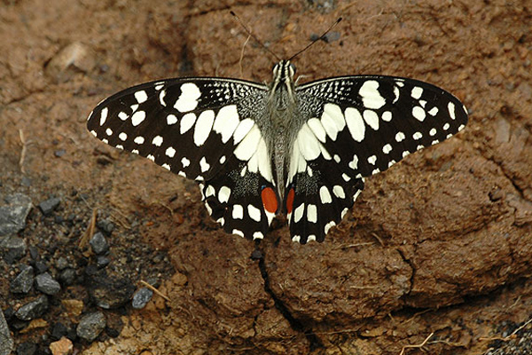 File:Chequeredswallowtail.jpg