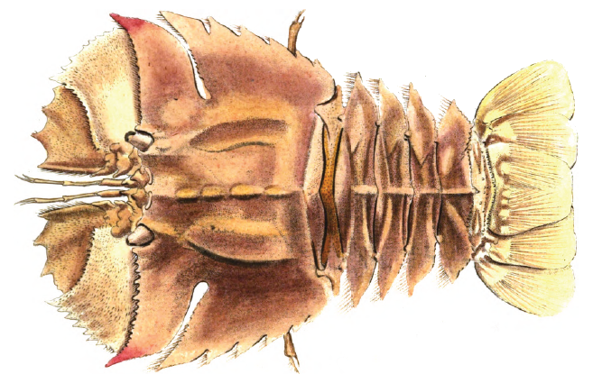 File:Ibacus peronii Leach.png