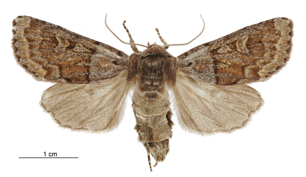 File:Ichneutica marmorata female.jpg