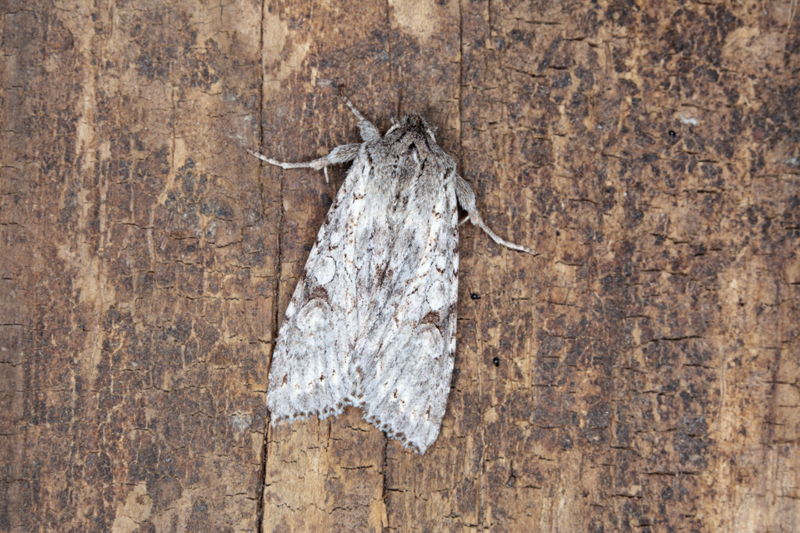 File:Ichneutica thalassarche 82554395.jpg