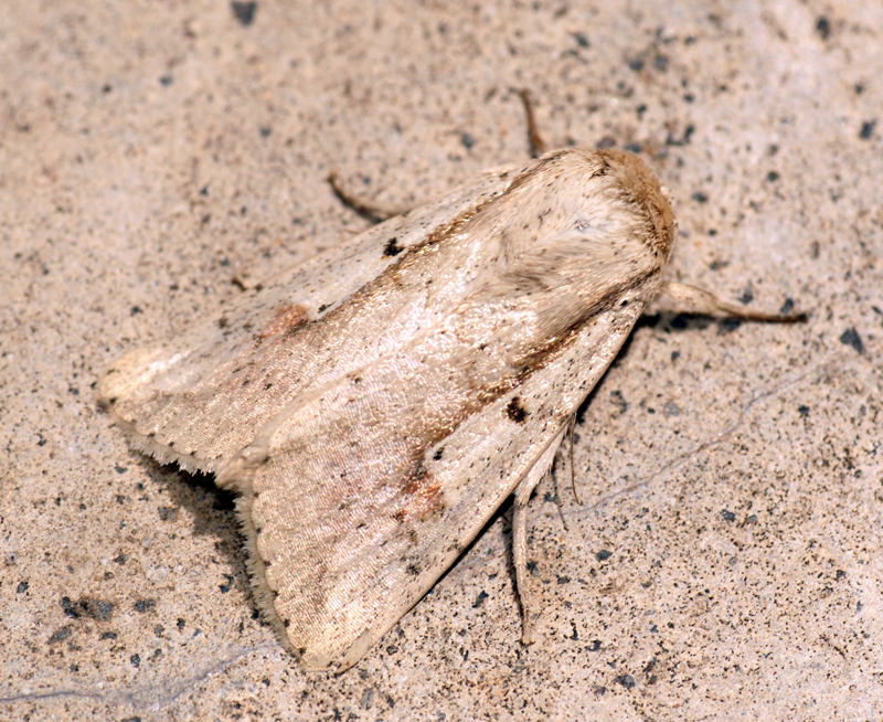 File:Leucania yu (5942980616).jpg