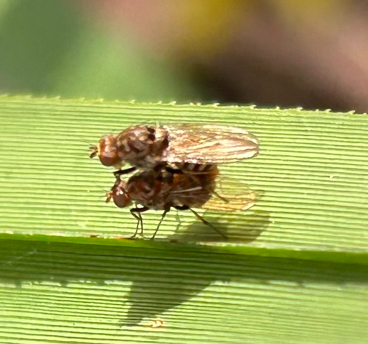 File:Minettia maculithorax side.png