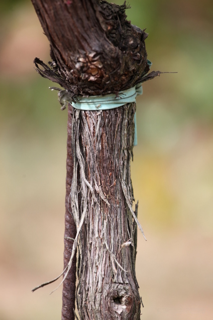 File:Vine grafting.jpg