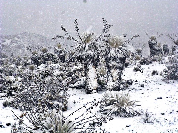 File:Páramo andino venezolano nevado.jpg