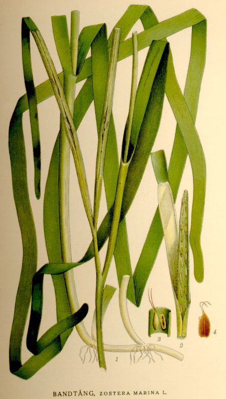 File:Zostera marina nf.jpg