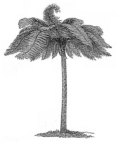 File:Cyathea.jpg