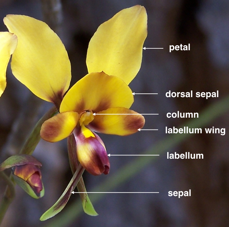 File:Diuris (labelled).jpg