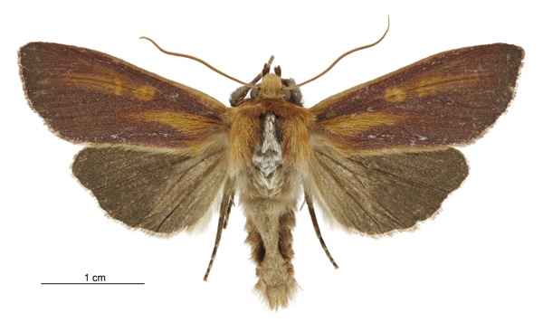 File:Tmetolophota purdii male.jpg