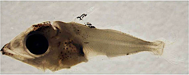 File:Larval stage of bluefin tuna.jpg