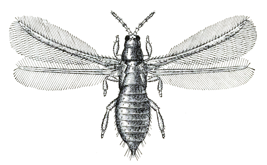 File:Taeniothrips inconsequens.jpg