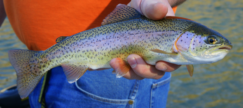 File:Female Rainbow Trout in hand.JPG