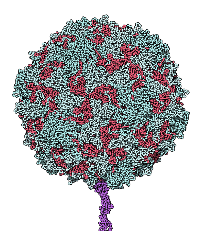 File:Poliovirus binding receptor 1DGI.png
