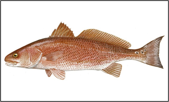 File:Redfish or Red drum.webp
