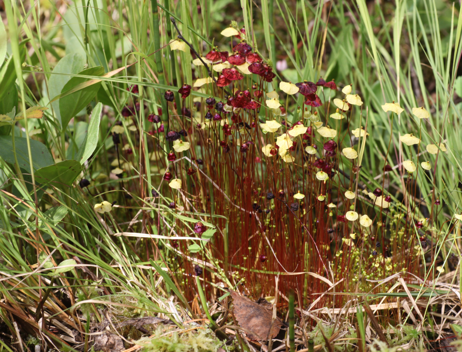 File:Splachnum rubrum 33797414.png